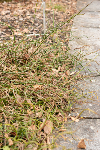 Common rush or Juncus Effusus plant in Saint Gallen in Switzerland photo