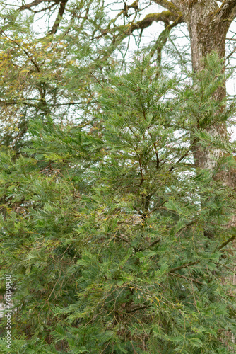 Chinese plum yew or Cephalotaxus Fortunei plant in Saint Gallen in Switzerland photo