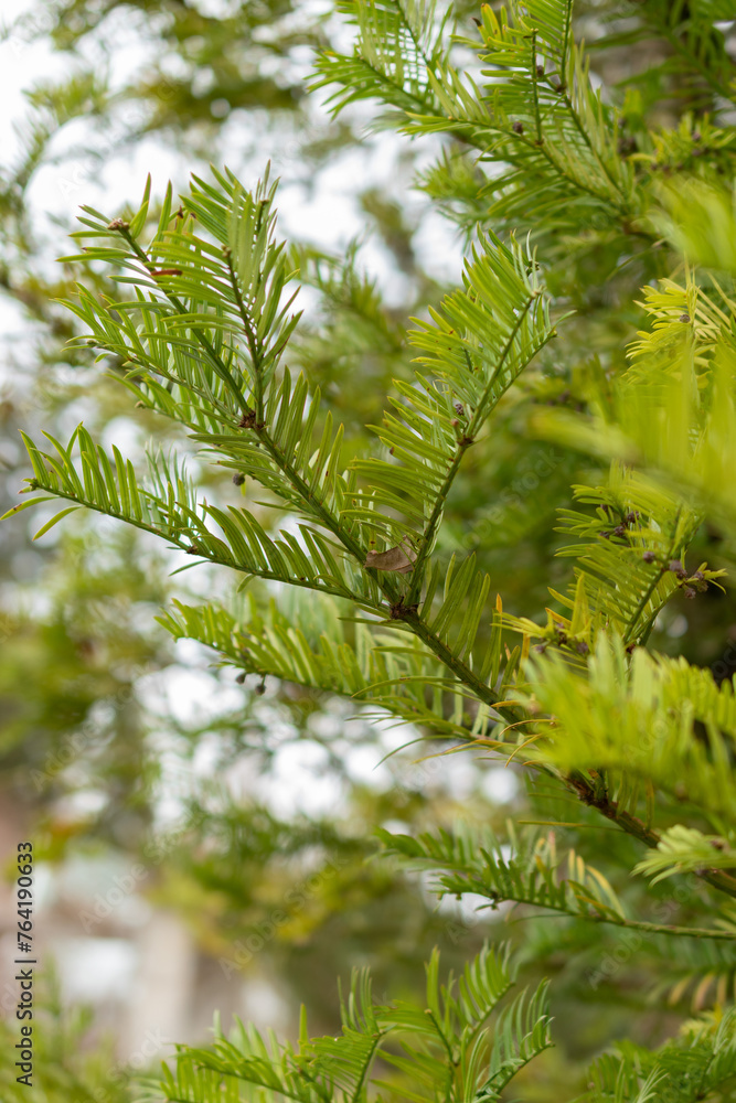 Korean plum yew or Cephalotaxus Harringtonii plant in Saint Gallen in Switzerland