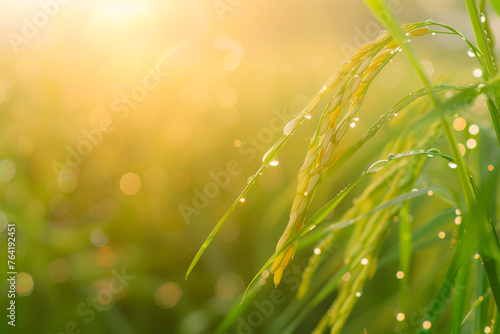 close-up of a rice plant with dew drops