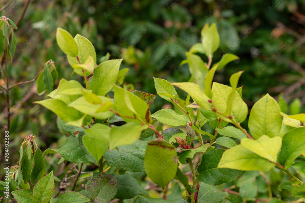 Salal or Gaultheria Shallon plant in Saint Gallen in Switzerland Salal or Gaultheria Shallon plant in Saint Gallen in Switzerland