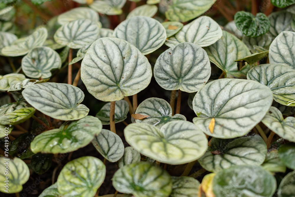 Ivy peperomia or Peperomia Griseoargentea plant in Saint Gallen in Switzerland Ivy peperomia or Peperomia Griseoargentea plant in Saint Gallen in Switzerland