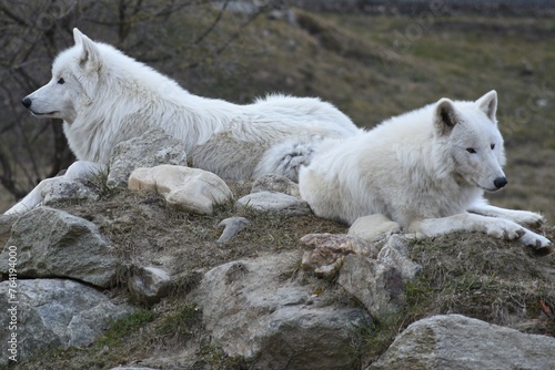 zwei Polarwölfe Canis lupus arctos liegt auf einem Felsen, two arctic wolfes lying on a rock taking a rest	
 photo