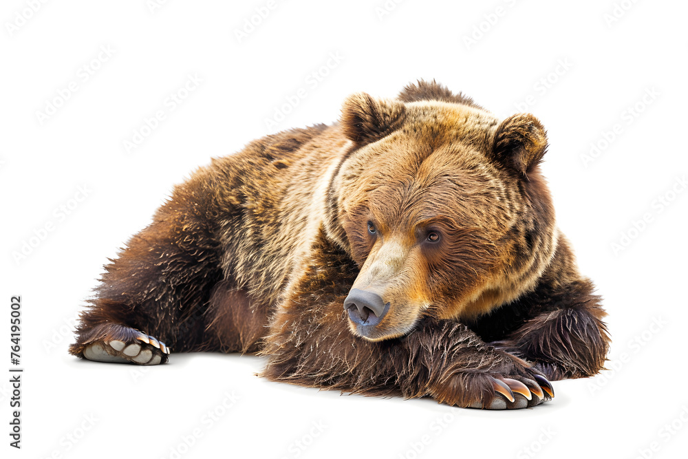 Obraz premium Bear isolated on white background