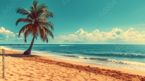  A beachside palm tree surrounded by blue sky and ocean