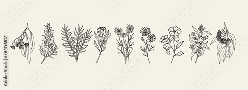 Hand drawn Australian native flowers and plants collection