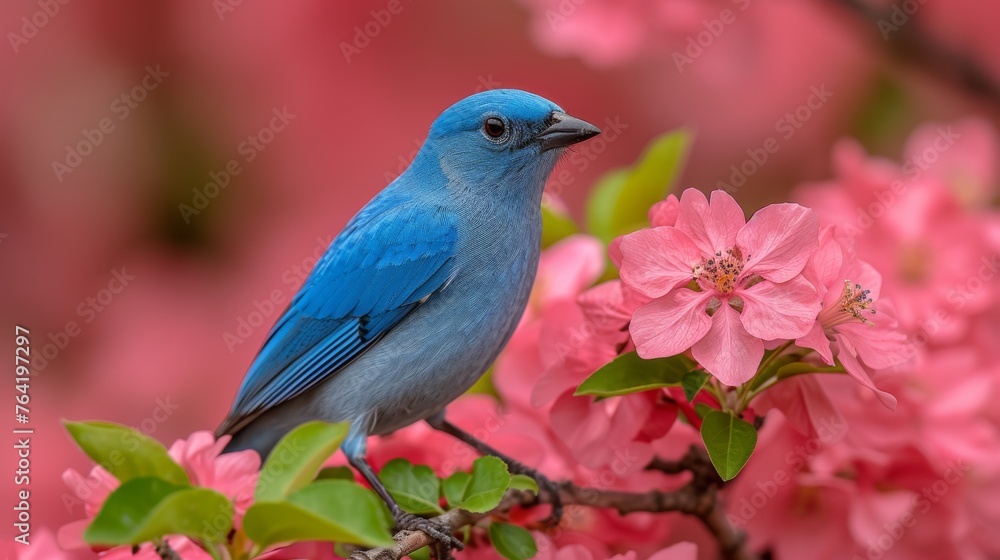  blue bird perches on a tree branch surrounded by vibrant pink blossoms against a crisp background