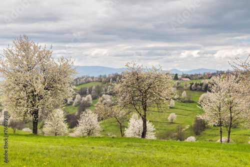 Spring landscape with blossom trees on a green meadows near The Hrinova village in Slovakia, Europe.