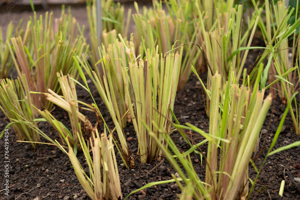 West indian lemon grass or Cymbopogon Citratus plant in Saint Gallen in Switzerland West indian lemon grass or Cymbopogon Citratus plant in Saint Gallen in Switzerland