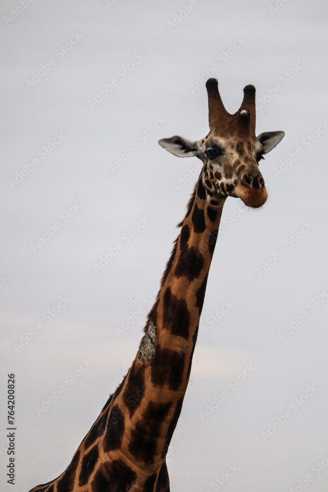 Obraz premium Giraffe in the wild