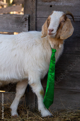 Cute Smiling Green Tie Wearing St Saint Patrick's Day Celebration Goat With Grey Barn Wood Background