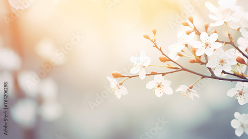 Beautiful cherry branch with blurry soft sunlight background.