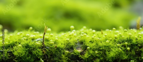 An up-close view of a wall covered in green moss, embellished with small delicate white flowers