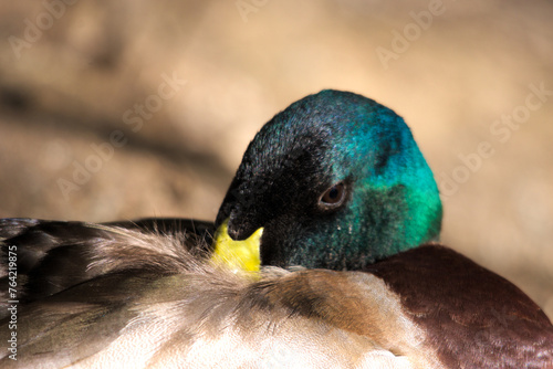 Wallpaper Mural A duck in Riotinto brook. Riotinto. Granada Torontodigital.ca