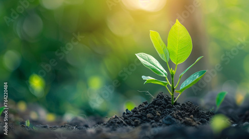A vibrant, green sapling emerging from the soil, symbolizing hope and renewal for Earth Day.