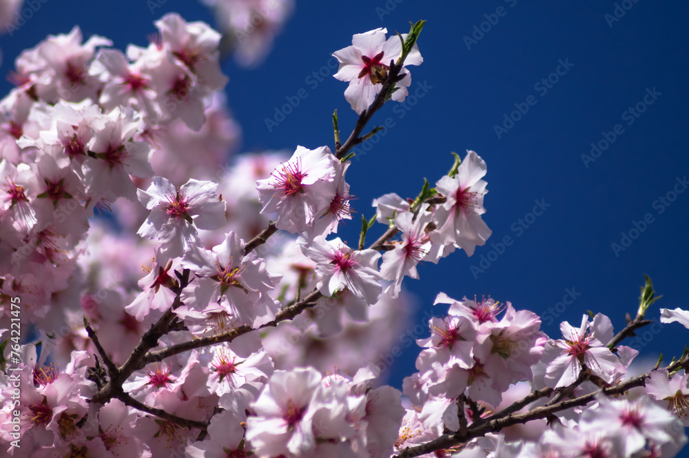 Close-up of blossoming bright pink branches of an almond tree against a sky blue background Close-up of blossoming bright pink branches of an almond tree against a sky blue background
