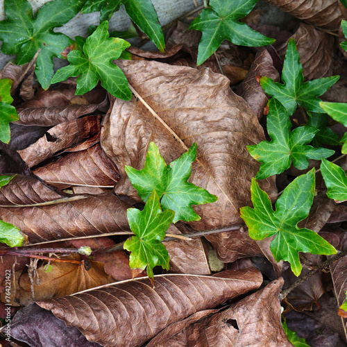 Fallen autumn leaves and ivy in a garden in closeup