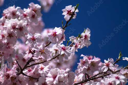 Close-up of blossoming bright pink branches of an almond tree against a sky blue background