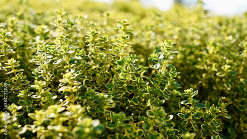Aureus Lemon Thyme, Thymus citriodorus culinary herb plant. Lemon or citrus thyme decorative bush.