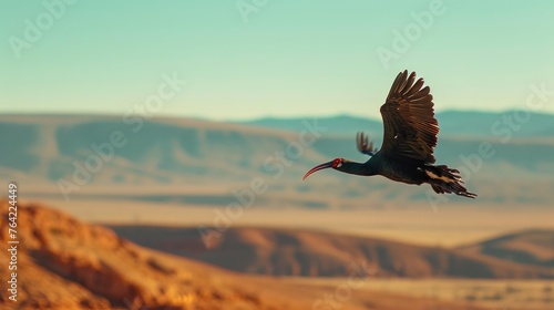 Northern Bald Ibis in Flight photo