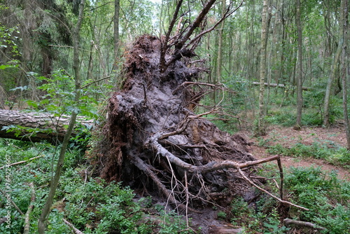 FU 2022-08-02 HeideHin 111 Der Baum liegt umgestützt und entwurzelt auf dem Boden photo