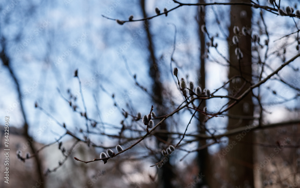 Closeup of willow buds against blue sky