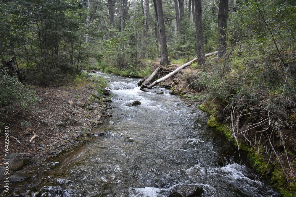 agua del rio que fruye en el bosque con rocas, troncos y ramas a su alrededor - obrazy, fototapety, plakaty 