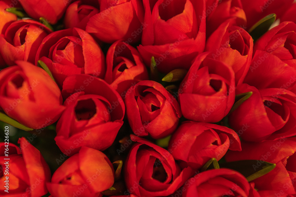 Tulipany ozdobne różne światowe odmiany w wazonowym wiosennym bukiecie - obrazy, fototapety, plakaty 