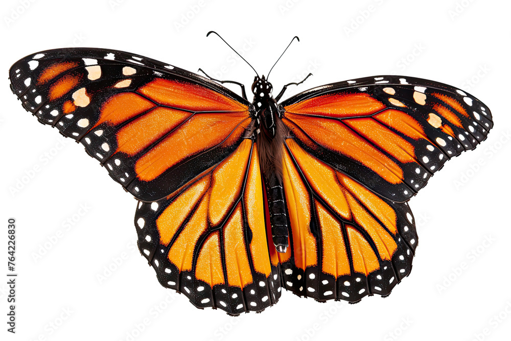 Fototapeta premium beautiful monarch butterfly, isolated on transparent background