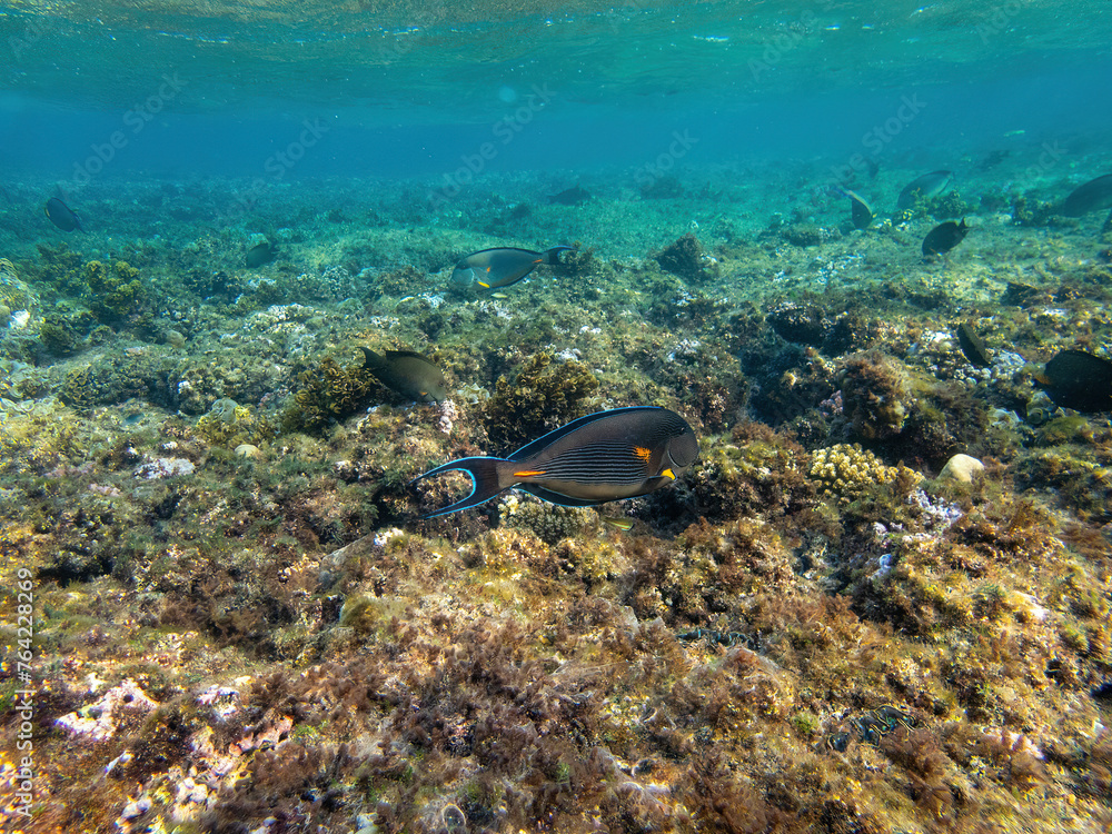 Fototapeta premium Sohal surgeonfish in the coral reef during a dive in Bali