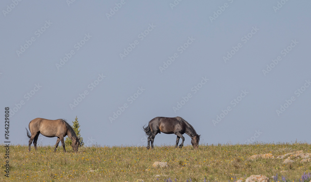 Wild Horses in the Pryor Mountains Montana in Summer Wild Horses in the Pryor Mountains Montana in Summer