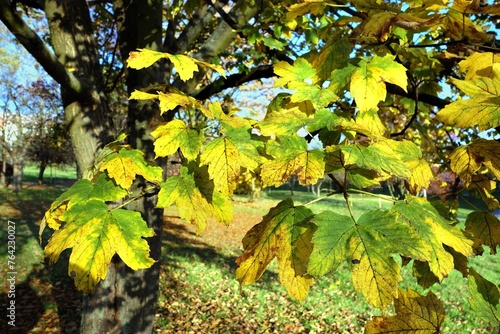 Withered leaves of a tree in the fall season - maple tree - ( Acer trautvetteri )