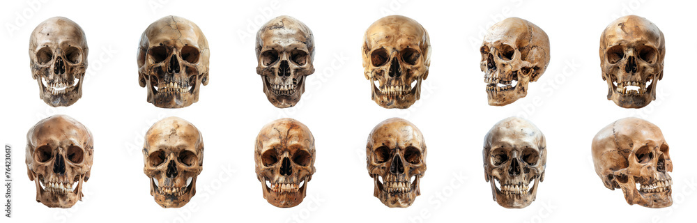 Human skulls in various angles, cut out transparent Human skulls in various angles, cut out transparent