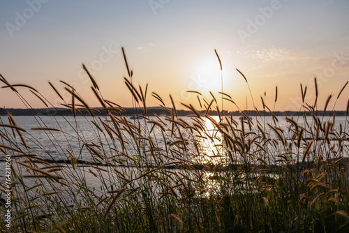 Silhouette of wheat grass at romantic sunset at coastline of Kamenjak Nature Park. Calm atmosphere on Istrian Peninsula, Kvarner Gulf, Croatia. Adriatic Mediterranean Sea. Sun glitter water reflection