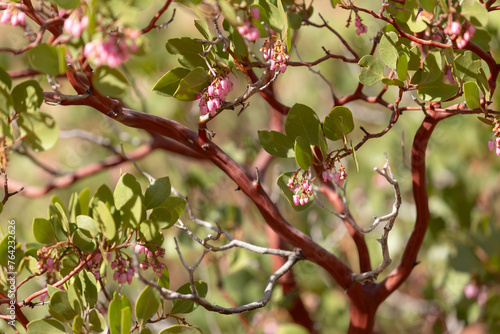 Manzanita flowers blooming in late March in Zion National Park Utah.  Gnarled branches show the smooth red bark characteristic of these bushes.  photo