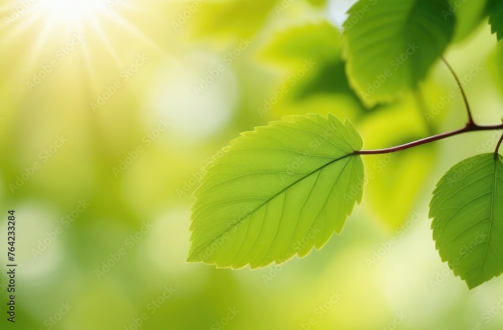 spring background of fresh green leaves in spring sunny day spring background of fresh green leaves in spring sunny day