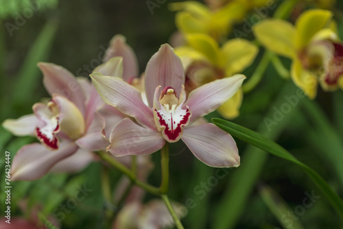 Beautiful colorful Orchid flower. Photo with nice bokeh