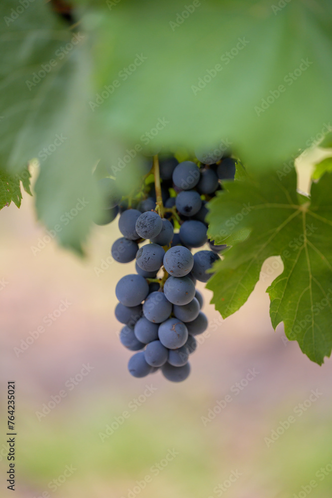 Macro / Close-up racimo de uva tinta rodeado de hojas verdes	
