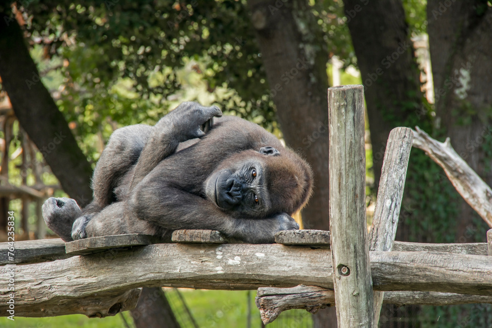 Fototapeta premium Un gorille se repose en restant en alerte