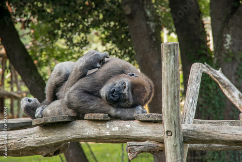 Un gorille se repose en restant en alerte photo