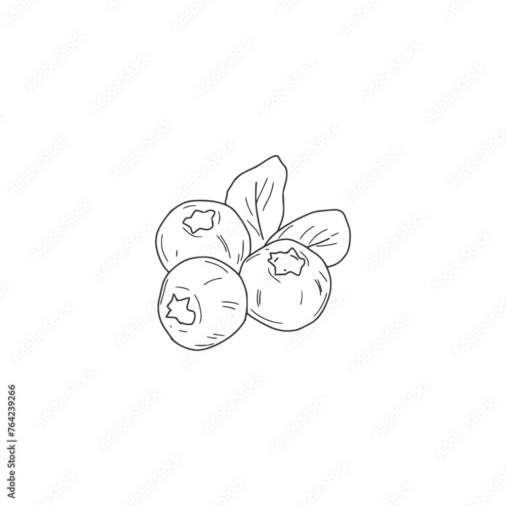 Hand drawn sketch blueberry branch icon isolated on white background Hand drawn sketch blueberry branch icon isolated on white background
