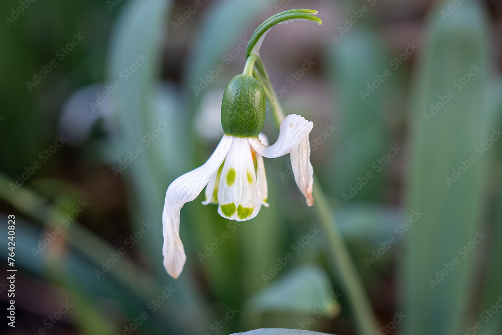Snowdrop faces, sad or grumpy. Singular snowdrops close ups in very early spring UK. Humour in nature. Snowdrop faces, sad or grumpy. Singular snowdrops close ups in very early spring UK. Humour in nature.