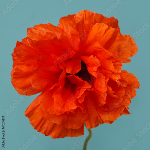 Bright orange decorative poppy flower isolated on blue background.