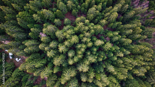 Aerial drone view of pine trees in the forest. Travel and relaxing concept. 