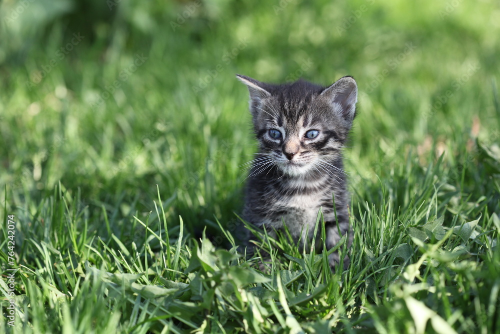 Cute gray kitten on green grass.