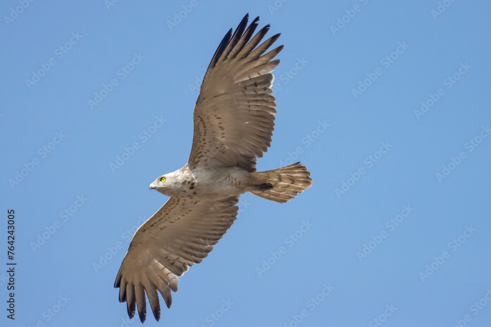 Obraz premium Short-toed Snake Eagle flying in the sky. Beautiful wall mounting picture of bird. wall canvas print. Seasonal greeting card background.