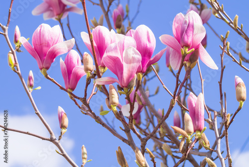 Blooming magnolia branches in pink on a light blue background