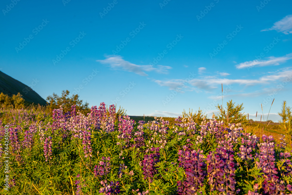 Obraz premium (Lupinus nootkatensis)Purple blooms native to Iceland