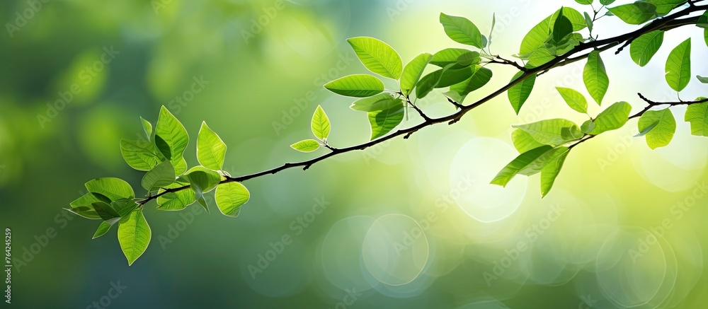 Branch with fresh green leaves