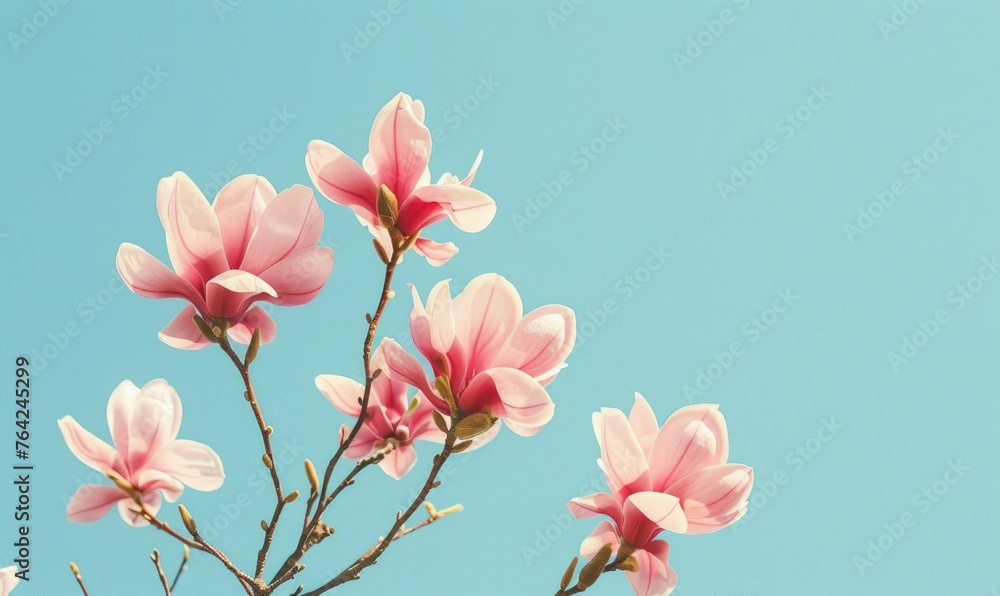 Obraz premium A cluster of pink magnolia blossoms against a clear blue sky